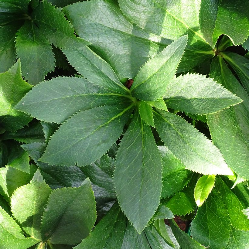 Helleborus ViV Alessia - Elleboro (Fogliame)