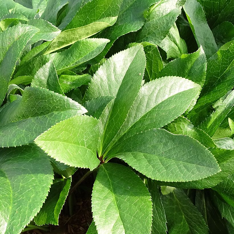 Helleborus ViV Amalia - Elleboro (Fogliame)