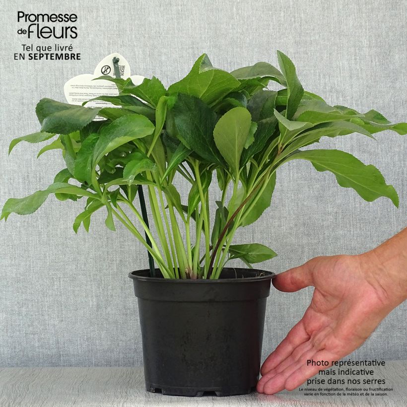 Esemplare di Helleborus ViV Amalia - Elleboro Vaso da 2L/3L come consegnato in autunno
