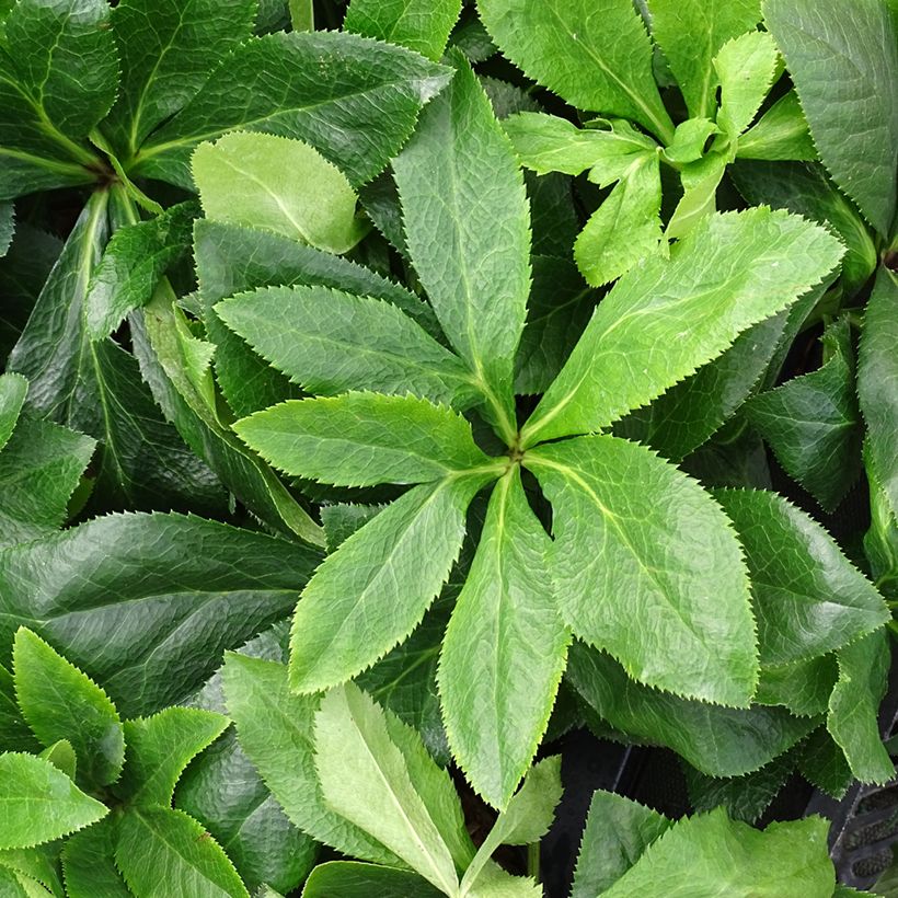 Helleborus ViV Antonella - Elleboro (Fogliame)