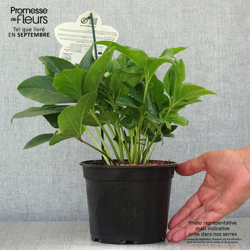 Esemplare di Helleborus ViV Antonella - Elleboro Vaso da 2L/3L come consegnato in autunno
