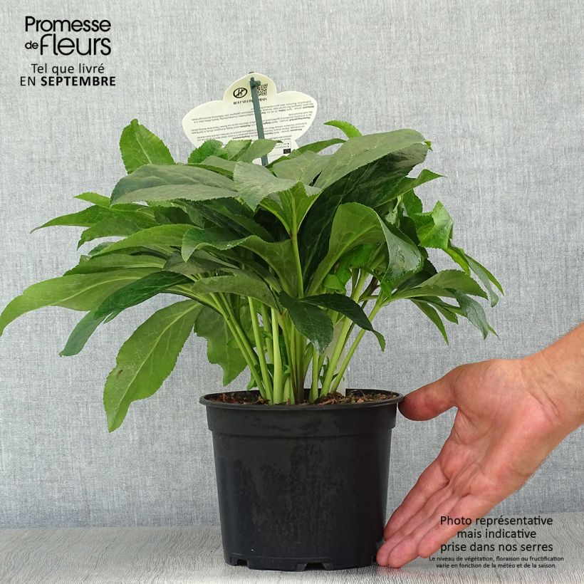 Esemplare di Helleborus ViV Ariana - Elleboro Vaso da 2L/3L come consegnato in autunno