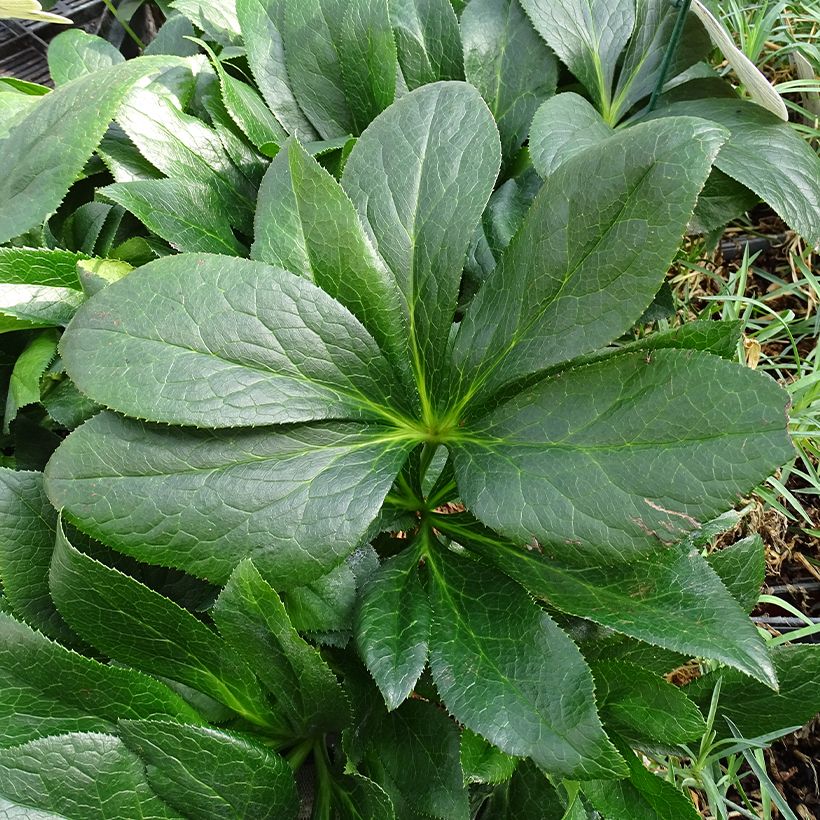 Helleborus ViV Batista - Elleboro (Fogliame)