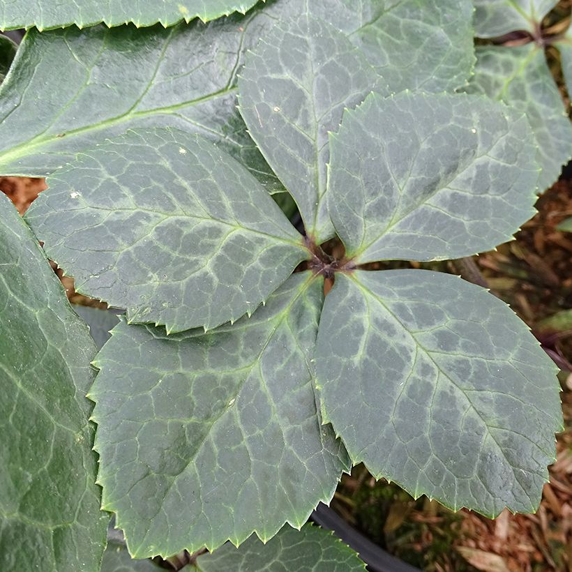 Helleborus ViV Bianca - Elleboro (Fogliame)