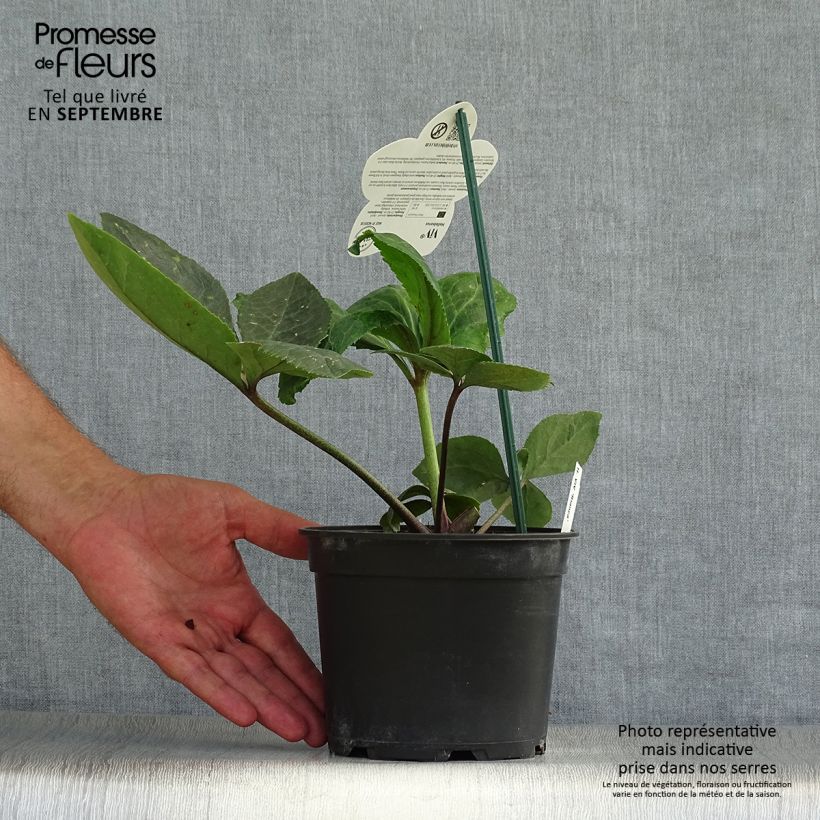 Esemplare di Helleborus ViV Bianca - Elleboro Vaso da 2L/3L come consegnato in autunno