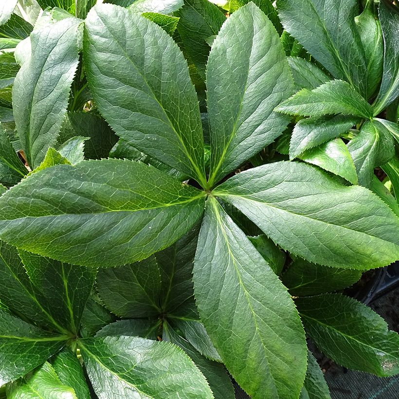 Helleborus ViV Carlotta - Elleboro (Fogliame)