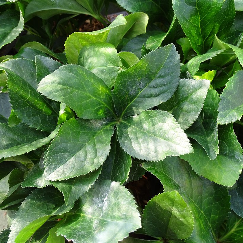 Helleborus ViV Catharina - Elleboro (Fogliame)