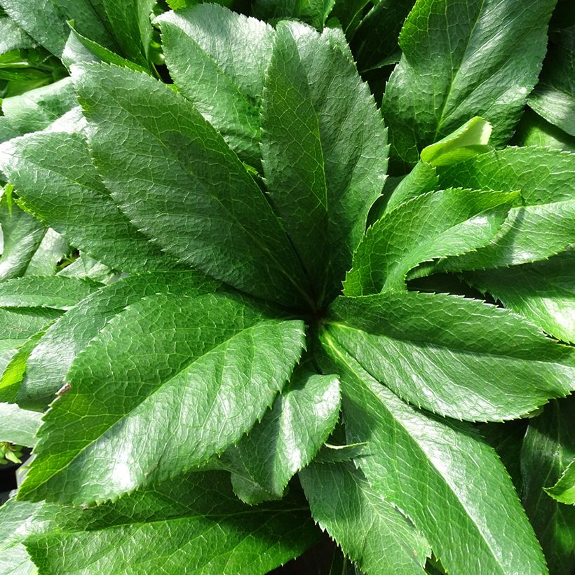 Helleborus ViV Cinzia - Elleboro (Fogliame)