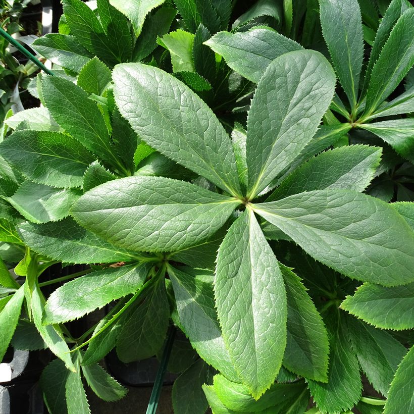 Helleborus ViV Clarissa - Elleboro (Fogliame)