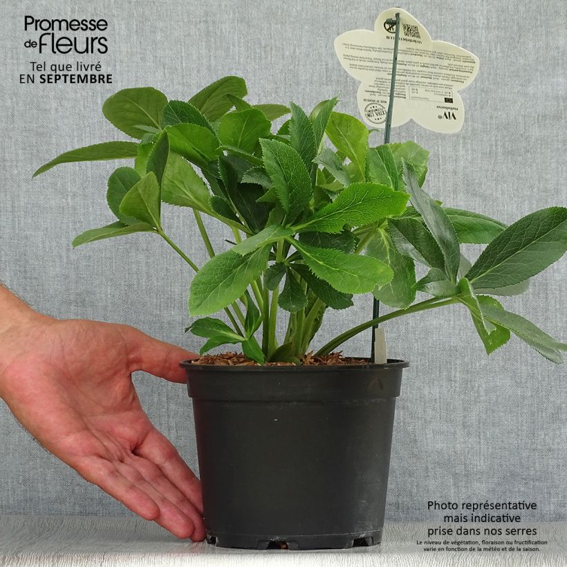 Esemplare di Helleborus ViV Clarissa - Elleboro Vaso da 2L/3L come consegnato in autunno