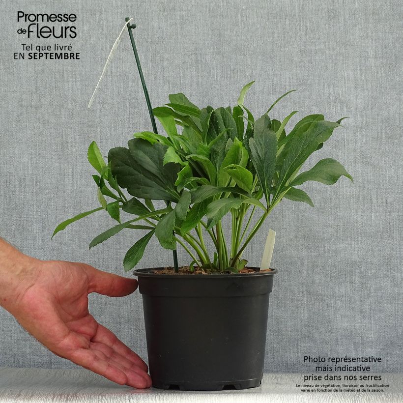 Esemplare di Helleborus ViV Eleonora - Elleboro Vaso da 2L/3L come consegnato in autunno