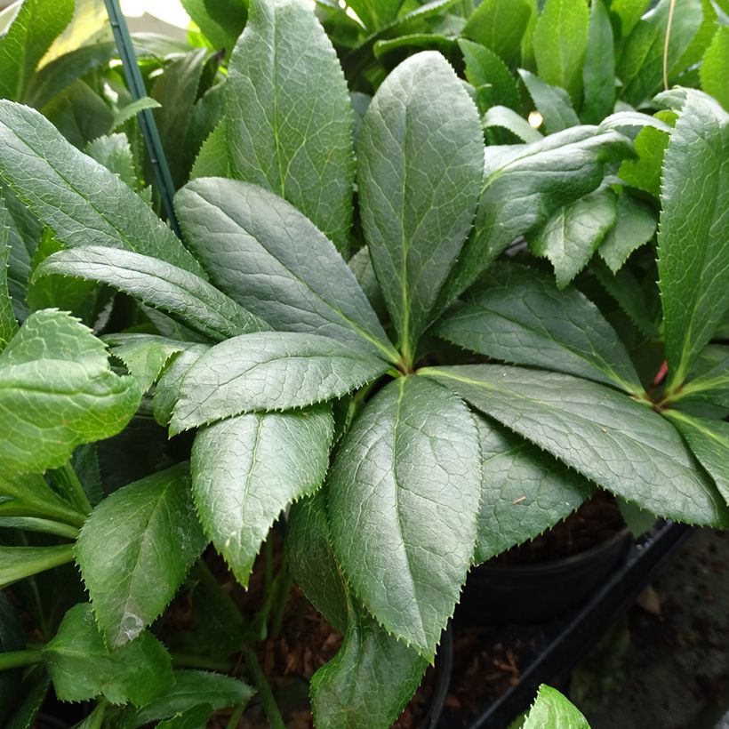 Helleborus ViV Eloisa - Elleboro (Fogliame)