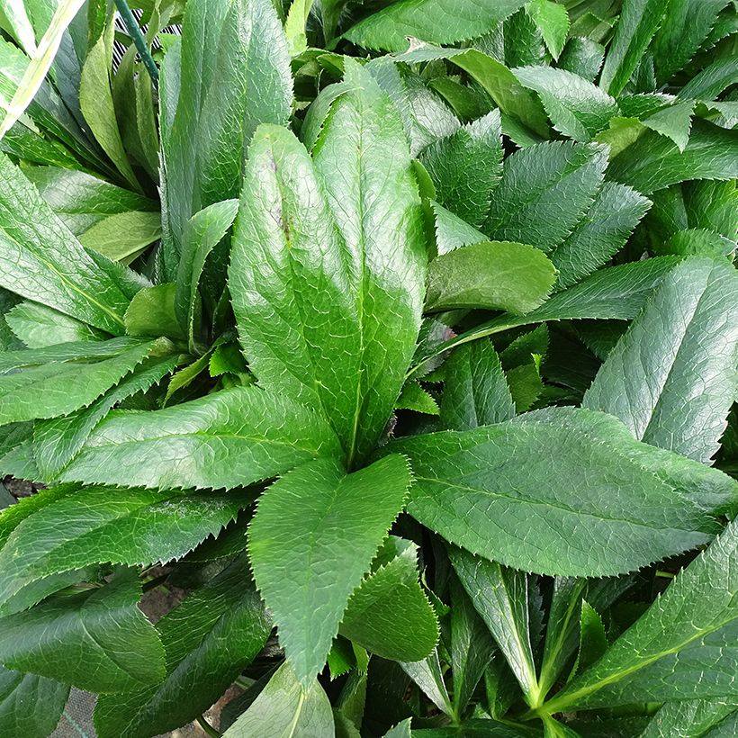 Helleborus ViV Elsa - Elleboro (Fogliame)