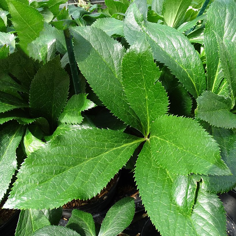 Helleborus ViV Fiorentina - Elleboro (Fogliame)