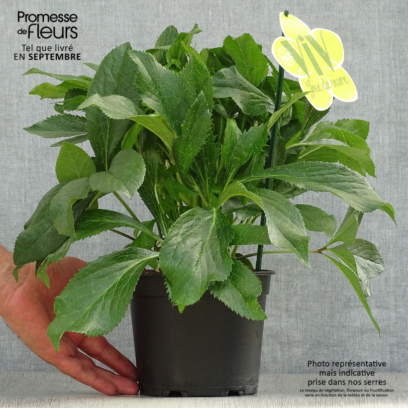 Esemplare di Helleborus ViV Fiorentina - Elleboro Vaso da 2L/3L come consegnato in autunno
