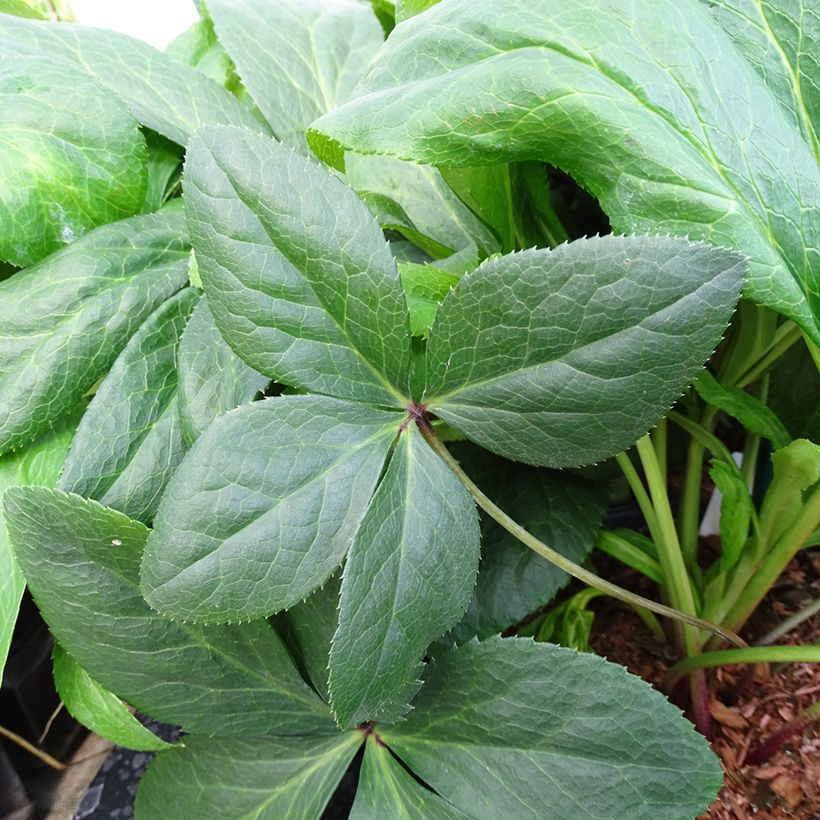 Helleborus ViV Gianina - Elleboro (Fogliame)