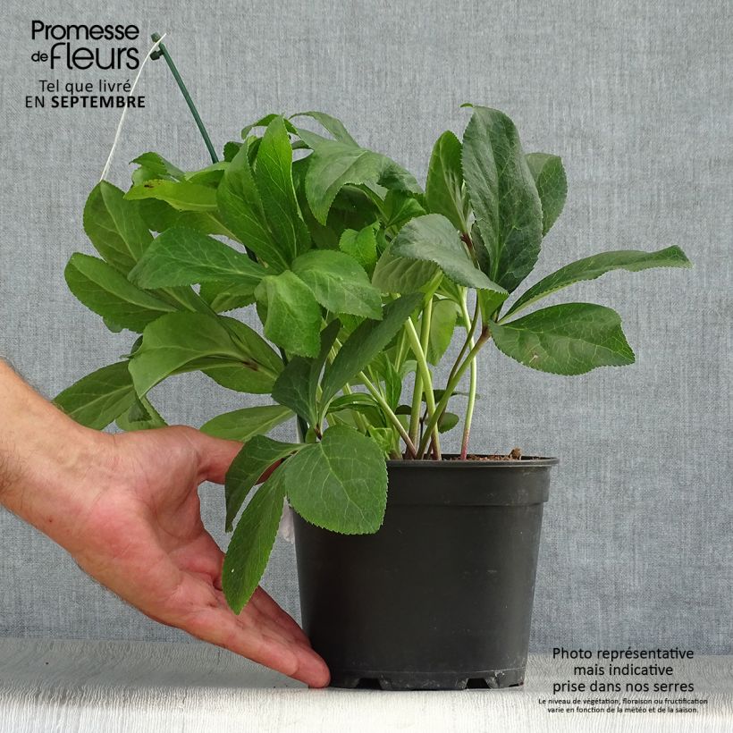 Esemplare di Helleborus ViV Gianina - Elleboro Vaso da 2L/3L come consegnato in autunno