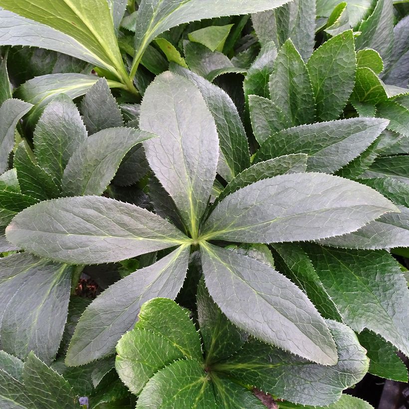 Helleborus ViV Halina - Elleboro (Fogliame)