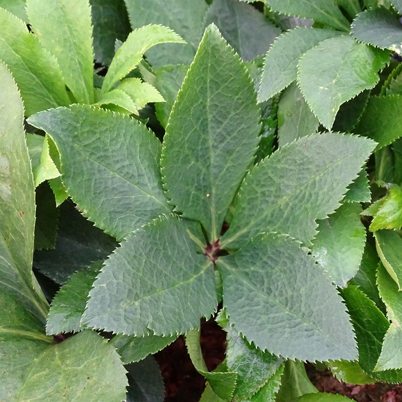 Helleborus ViV Isabella - Elleboro (Fogliame)