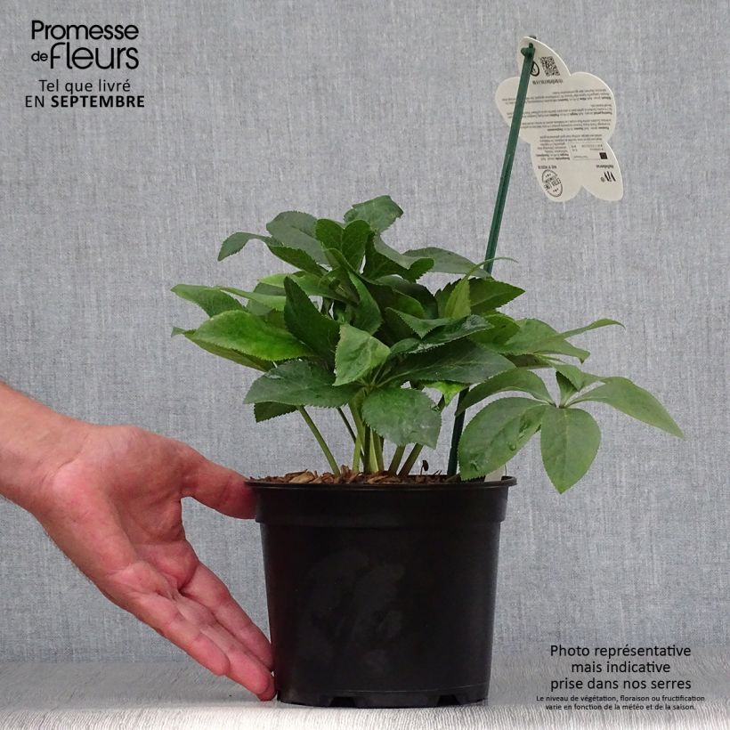 Esemplare di Helleborus ViV Isabella - Elleboro Vaso da 2L/3L come consegnato in autunno