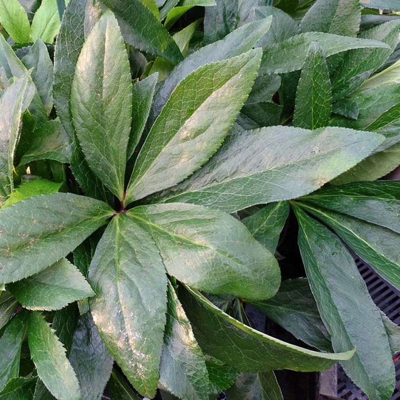 Helleborus ViV Laura - Elleboro (Fogliame)