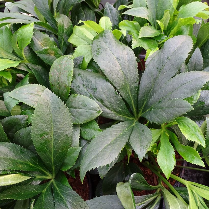Helleborus ViV Liliana - Elleboro (Fogliame)