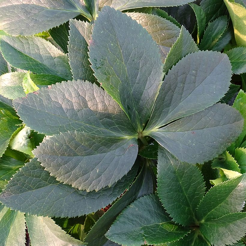 Helleborus ViV Lucrezia - Elleboro (Fogliame)