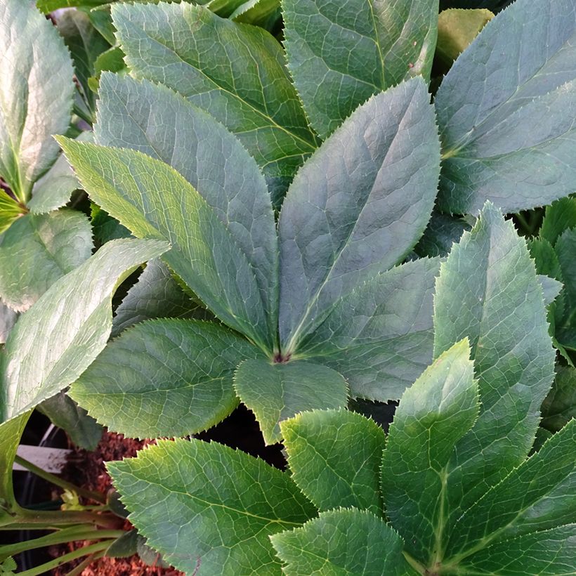Helleborus ViV Maeva - Elleboro (Fogliame)