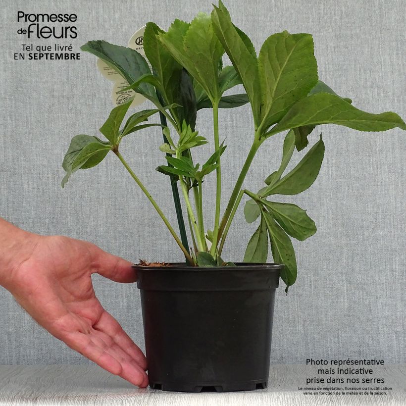 Esemplare di Helleborus ViV Maeva - Elleboro Vaso da 2L/3L come consegnato in autunno