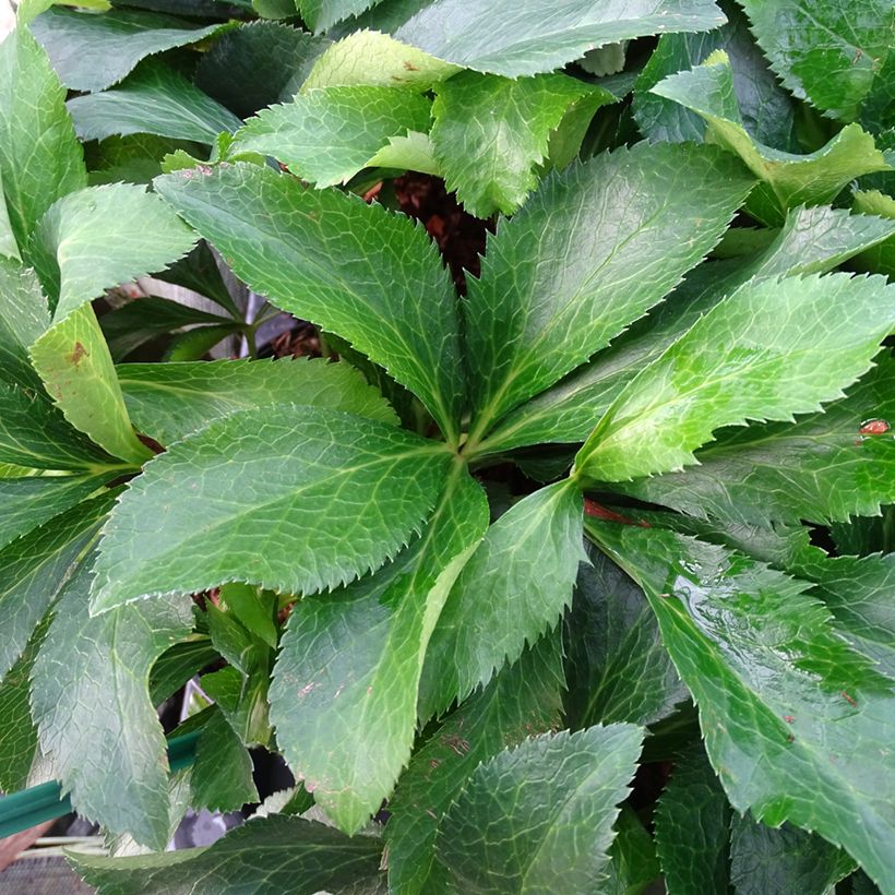 Helleborus ViV Micaela - Elleboro (Fogliame)