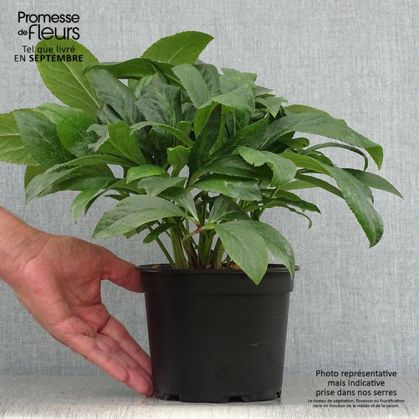 Esemplare di Helleborus ViV Patrizia - Elleboro Vaso da 2L/3L come consegnato in autunno