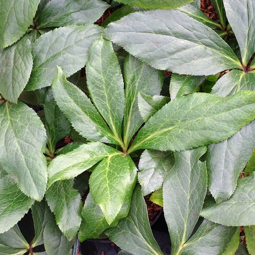 Helleborus ViV Rosa - Elleboro (Fogliame)