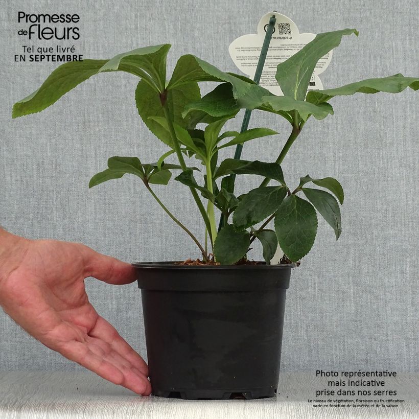 Esemplare di Helleborus ViV Rosa - Elleboro Vaso da 2L/3L come consegnato in autunno
