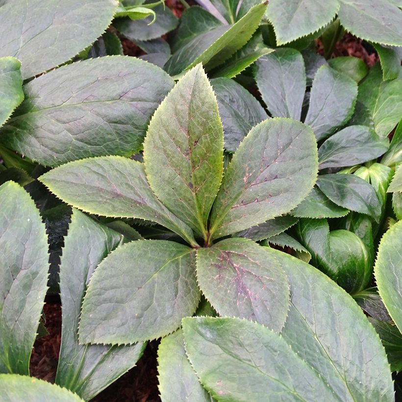 Helleborus ViV Serafina - Elleboro (Fogliame)