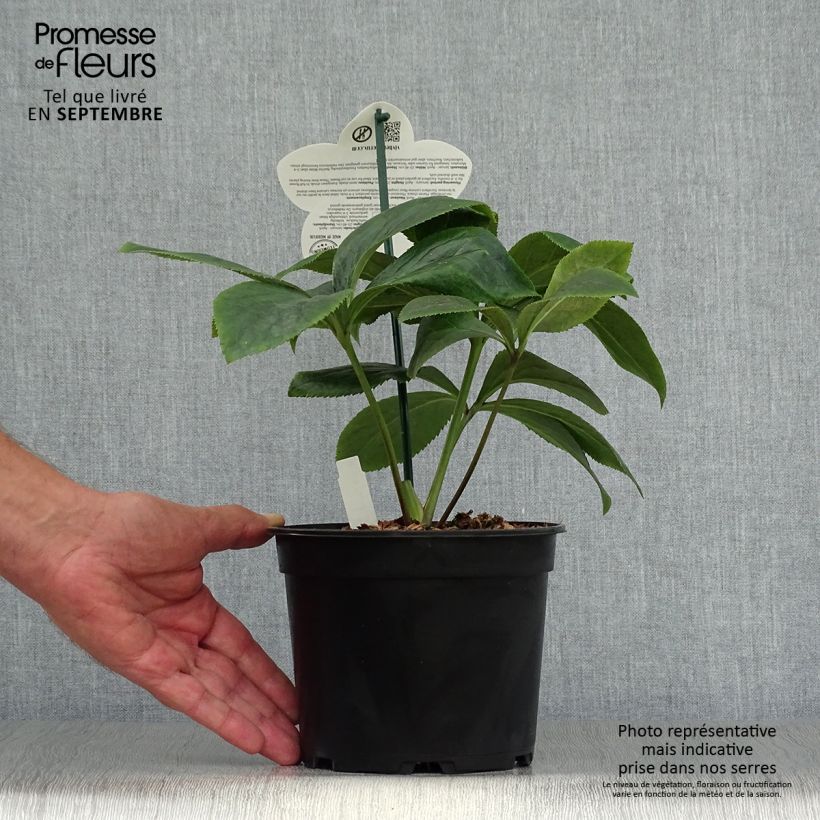 Esemplare di Helleborus ViV Serafina - Elleboro Vaso da 2L/3L come consegnato in autunno