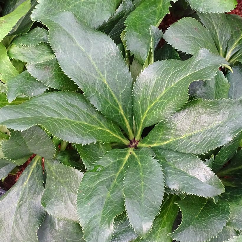 Helleborus ViV Stefania - Elleboro (Fogliame)