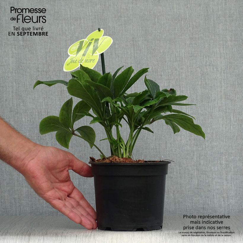 Esemplare di Helleborus ViV Suzanna - Elleboro Vaso da 2L/3L come consegnato in autunno