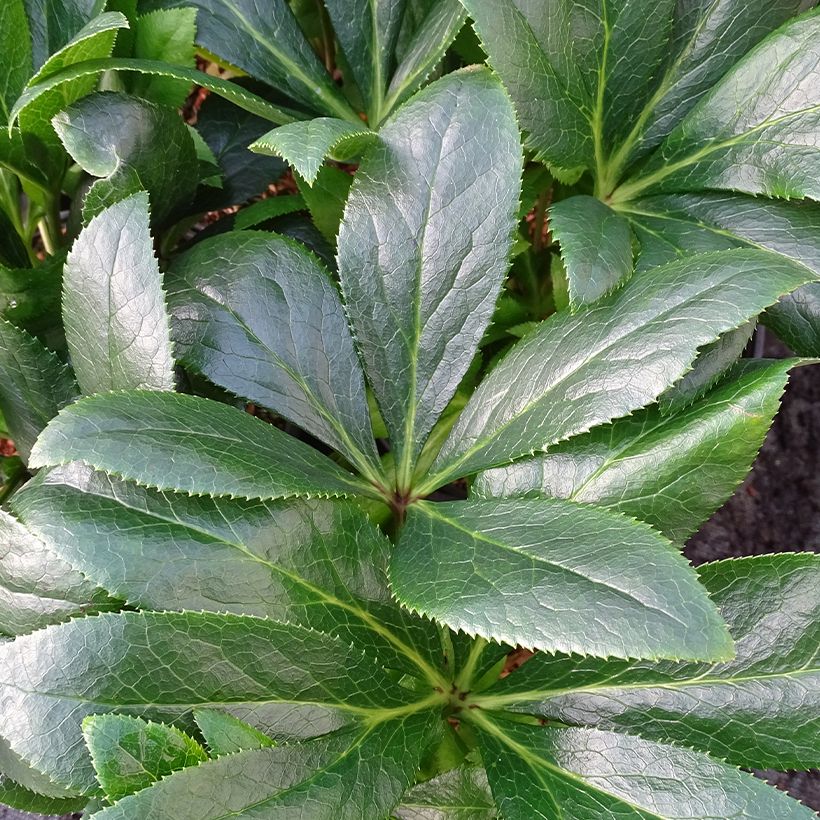 Helleborus ViV Teodora - Elleboro (Fogliame)