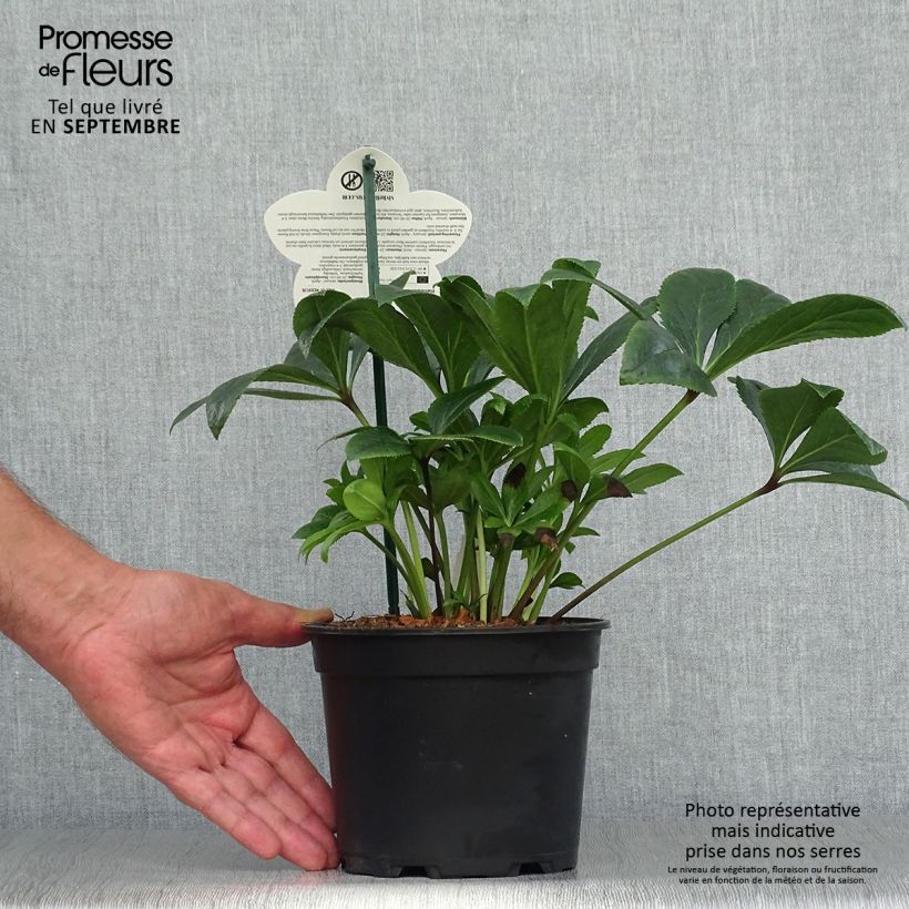 Esemplare di Helleborus ViV Teodora - Elleboro Vaso da 2L/3L come consegnato in autunno