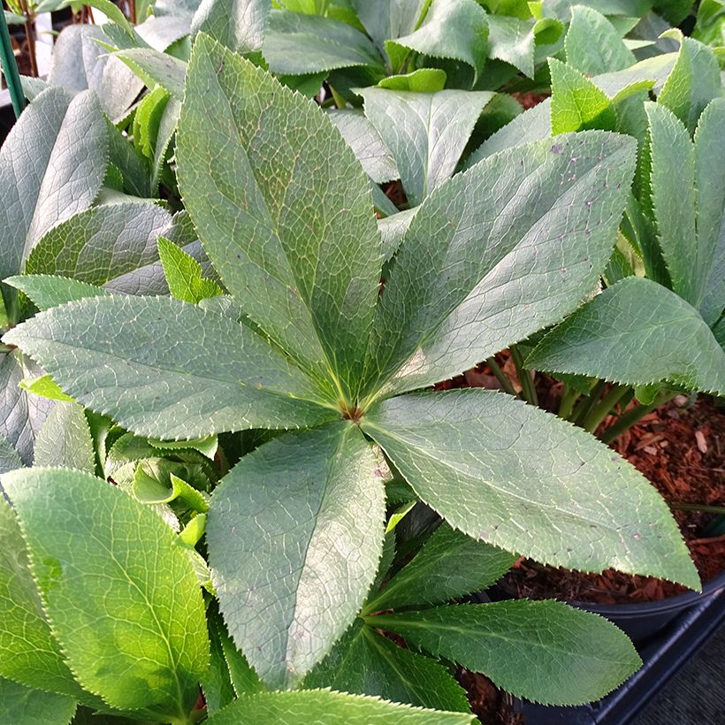 Helleborus ViV Teresa - Elleboro (Fogliame)