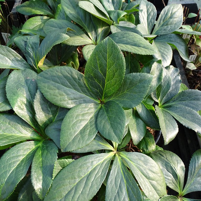 Helleborus ViV Valentina - Elleboro (Fogliame)