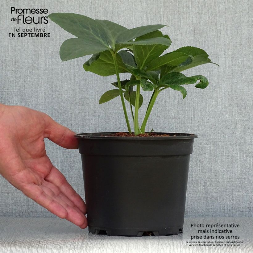 Esemplare di Helleborus ViV Valentina - Elleboro Vaso da 2L/3L come consegnato in autunno