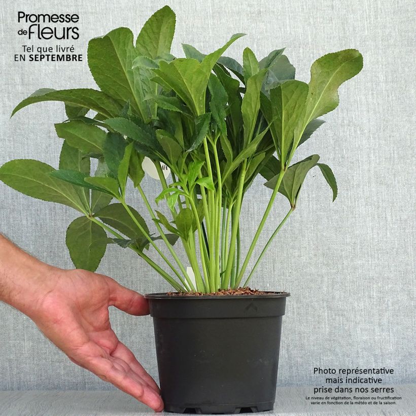 Esemplare di Helleborus ViV Vera - Elleboro Vaso da 2L/3L come consegnato in autunno