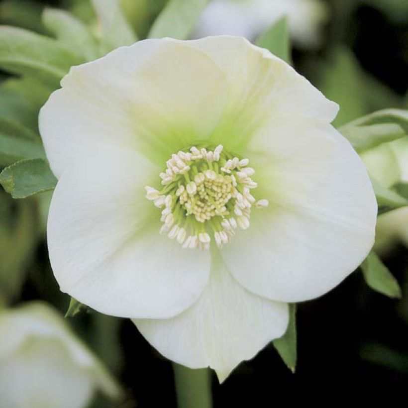 Helleborus White - Elleboro (Fioritura)
