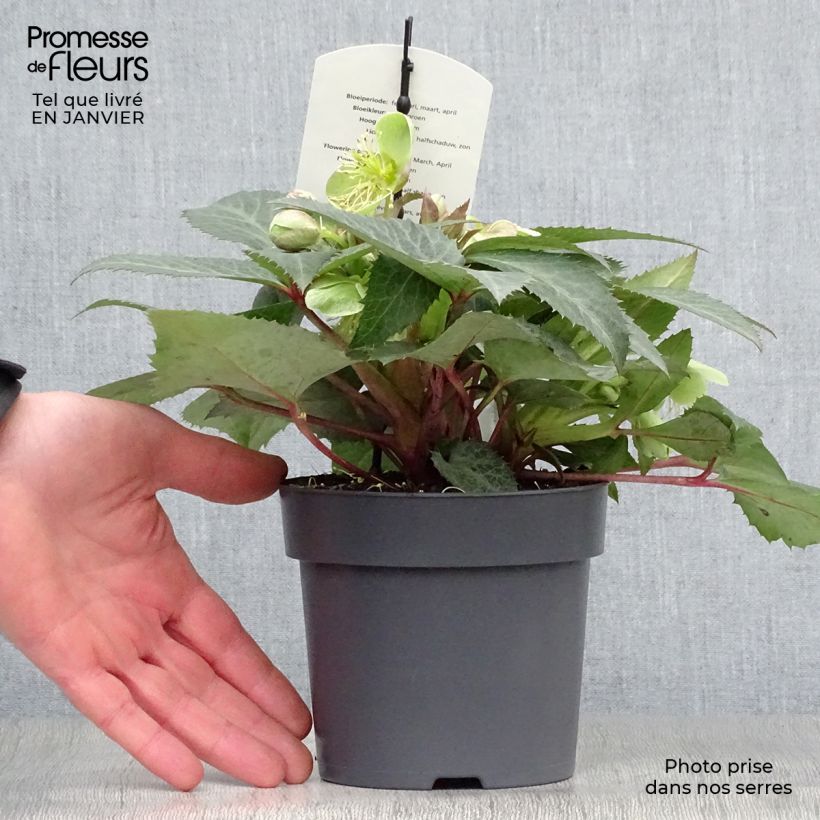 Helleborus sternii Grey Star - Elleboro Vasetto da 8/9 cm esemplare consegnato in inverno