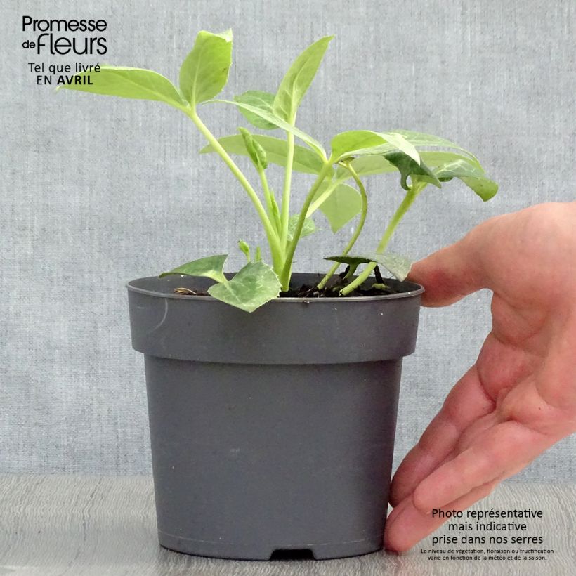 Example of Helleborus sternii - Elleboro Vaso da Ø 12 cm / 13 cm as you get in printemps