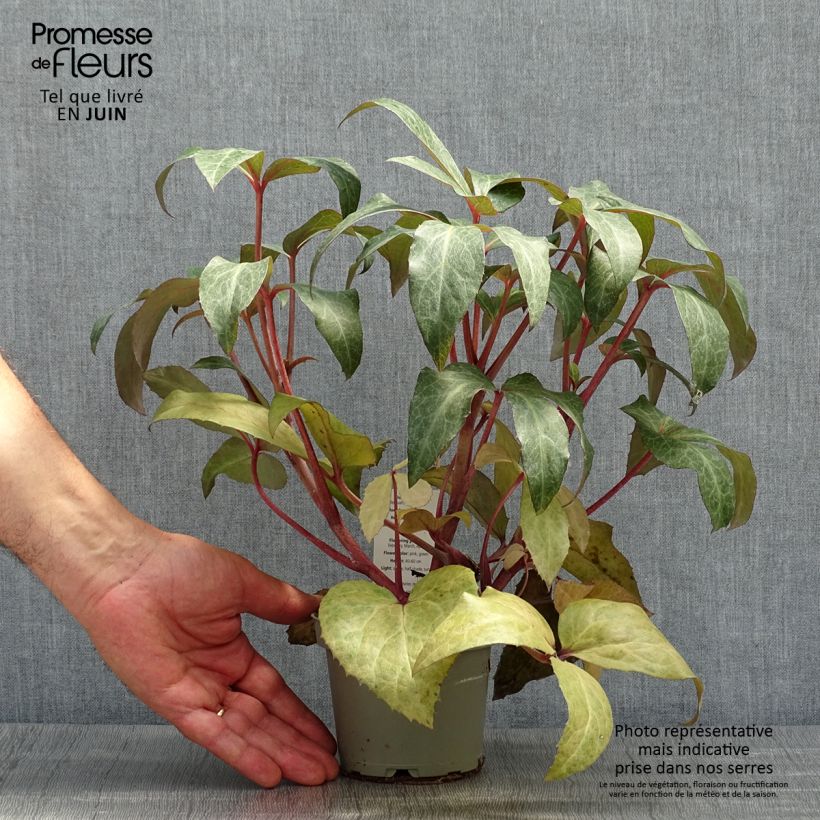 Example of Helleborus sternii - Elleboro Vaso da 1L/1,5L as you get in printemps