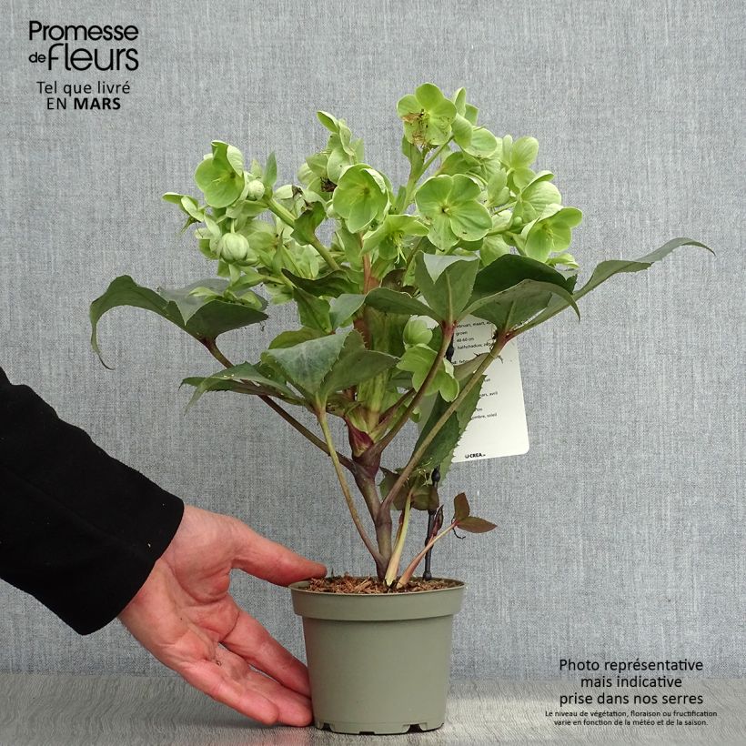 Helleborus sternii Remi - Elleboro Vaso da 1L/1,5L esemplare consegnato in primavera