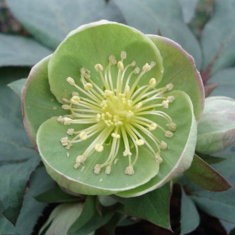 Helleborus sternii Grey Star - Elleboro (Fioritura)