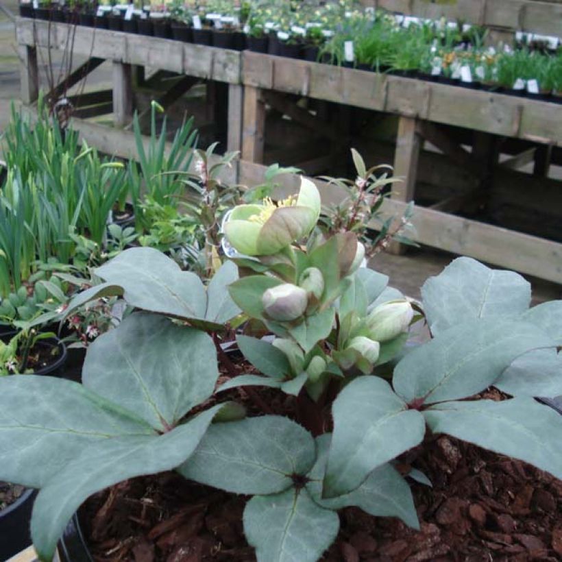 Helleborus sternii Grey Star - Elleboro (Porto)